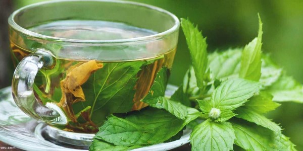 تصویر 1 از خرید و قیمت گیاه دارویی پونه + فروش صادراتی